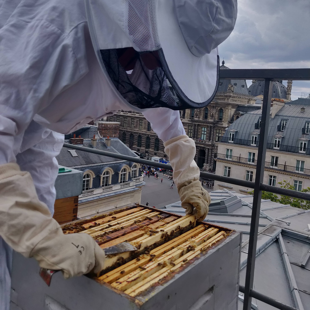 /image/actualités/miel-0003-ruche.jpg
